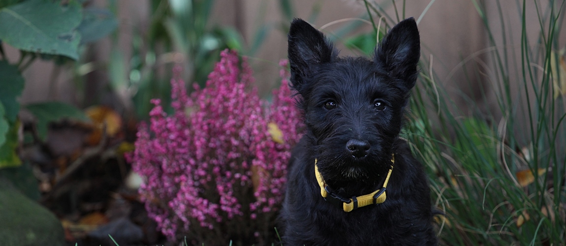 Scottish Terrier Welpen 