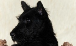 Kleiner Scottie Welpe