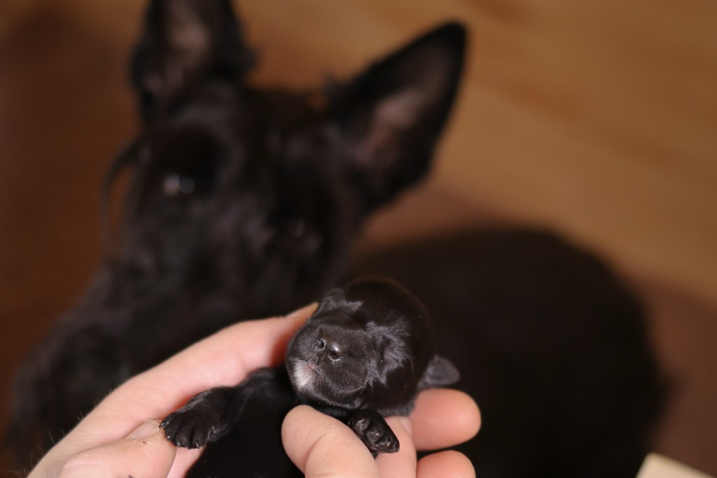 Scottish Terrier Welpen erste Woche