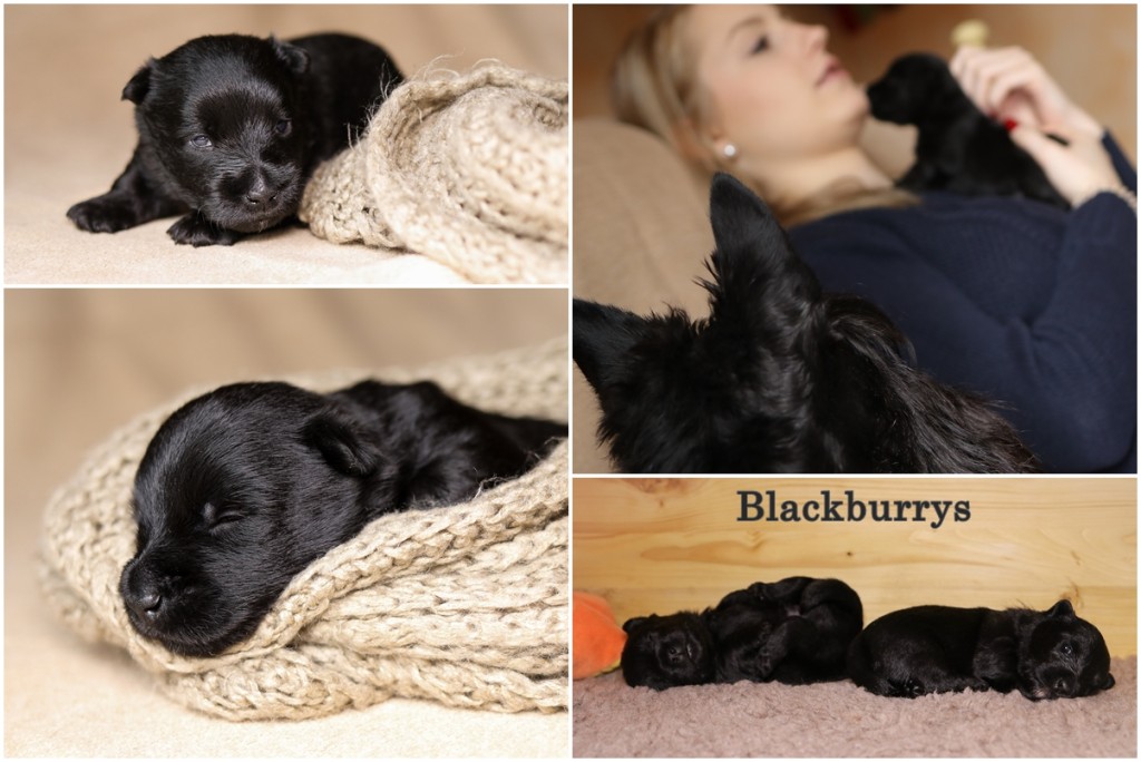 Scottish Terrier Welpen in der dritten Lebenswoche