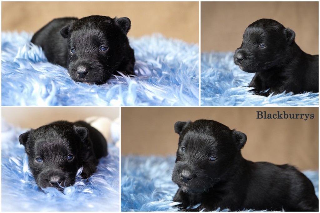 Scottish Terrier Welpen vierte Woche