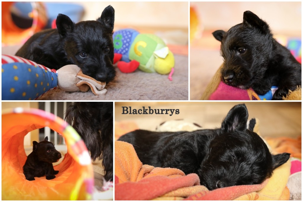 Scottish Terrier Welpe im Spieltunnel