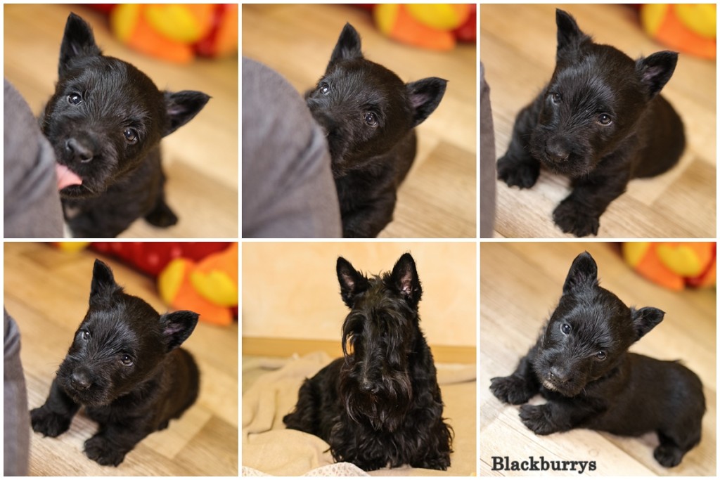 Scottish Terrier Welpen beim Züchter