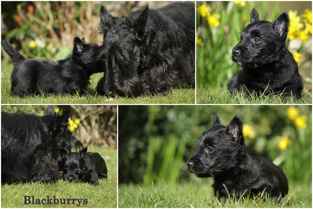 Scottish Terrier Welpen im Garten