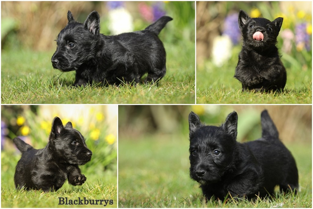 Scottish Terrier Welpen sechste Woche