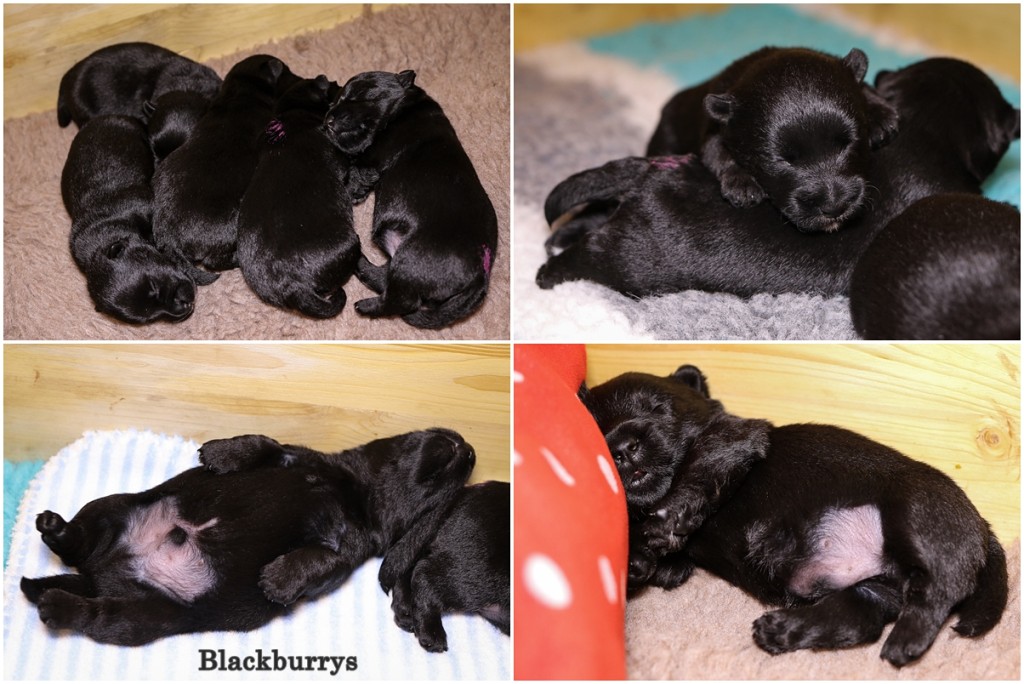 Scottish Terrier Welpen zweite Lebenswoche