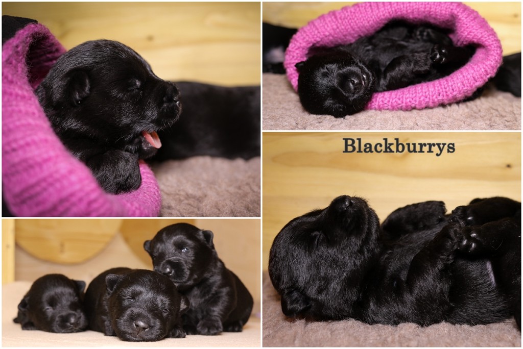 Scottish Terrier Welpenentwicklung