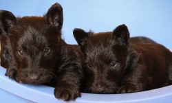 Scottish Terrier Welpen Geschwister