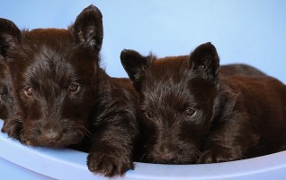 Scottie News