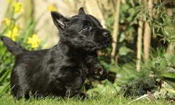 Scottish_Terrier_Welpe_sechste_Woche1