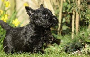 Osterhasen Scotties