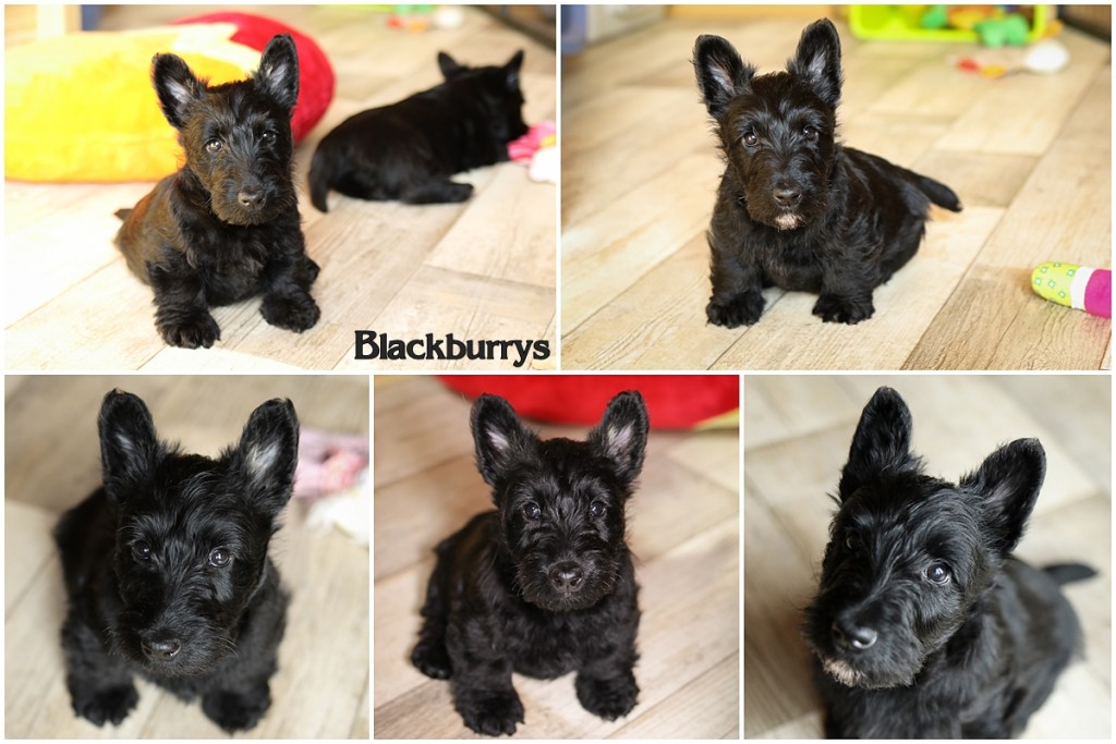 Scottish Terrier Sitzbilder
