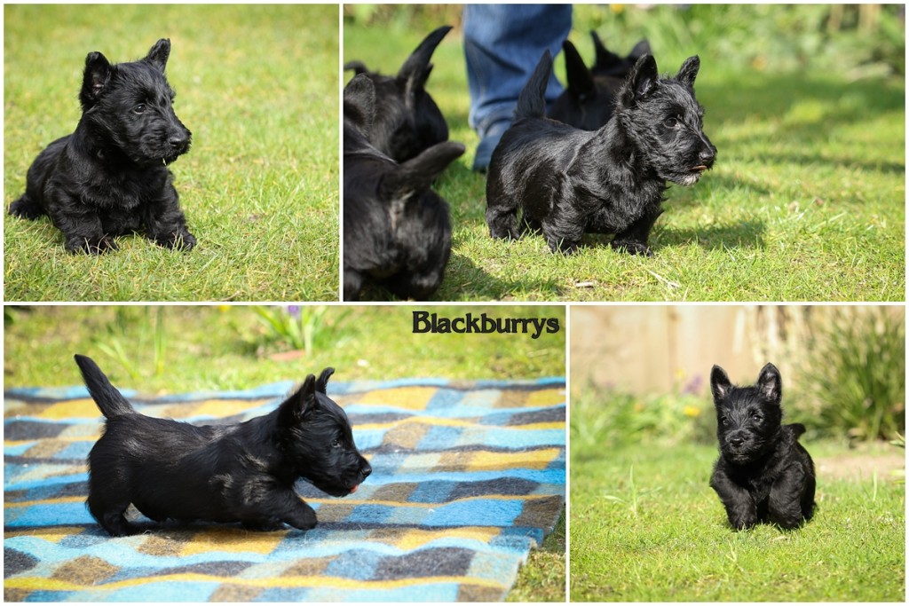 Scottish Terrier Welpen vor der Abgabe