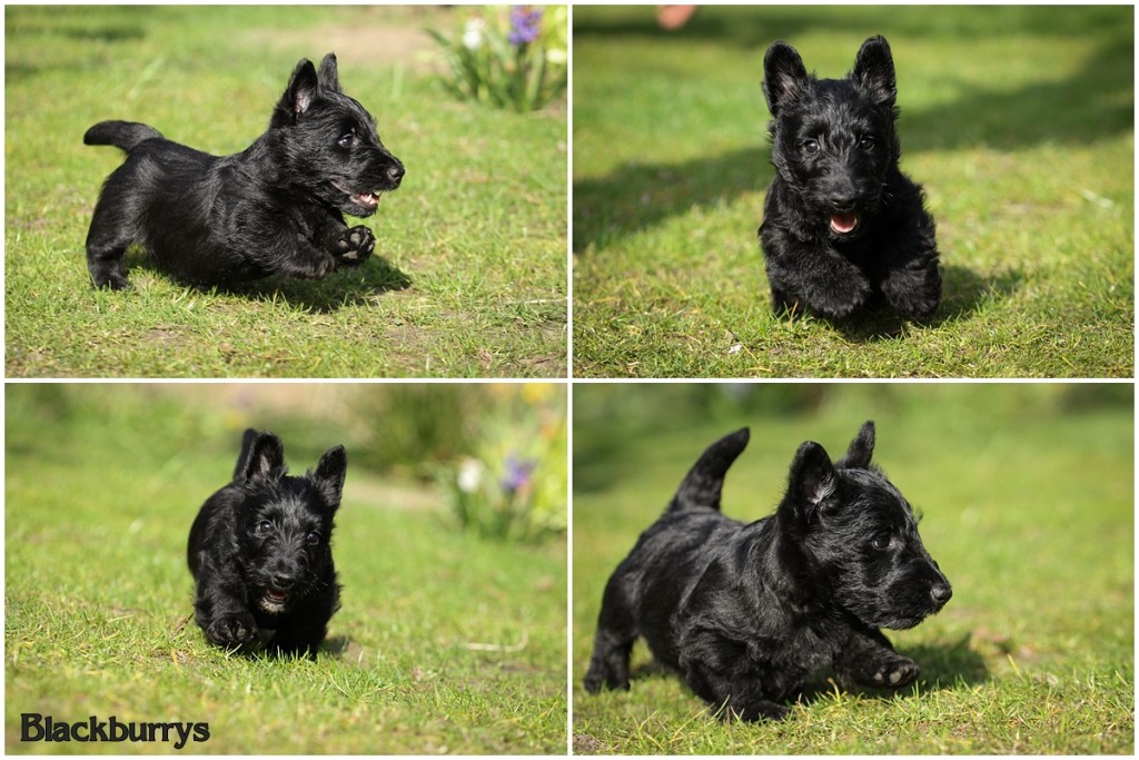 Scottish Terrier Welpen im Garten