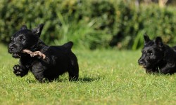 Scottish_Terrier_Welpe_siebte_Woche