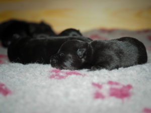 Sweet Dreams