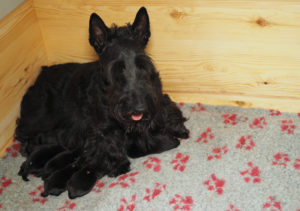 Scottish Terrier B-Wurf
