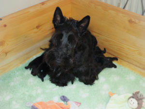 Pippa und ihre Welpen