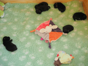 #puppylove #scottishterrier