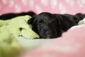 #sweetdreams #welpe