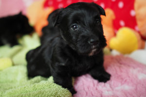 #cutepuppy #scottie